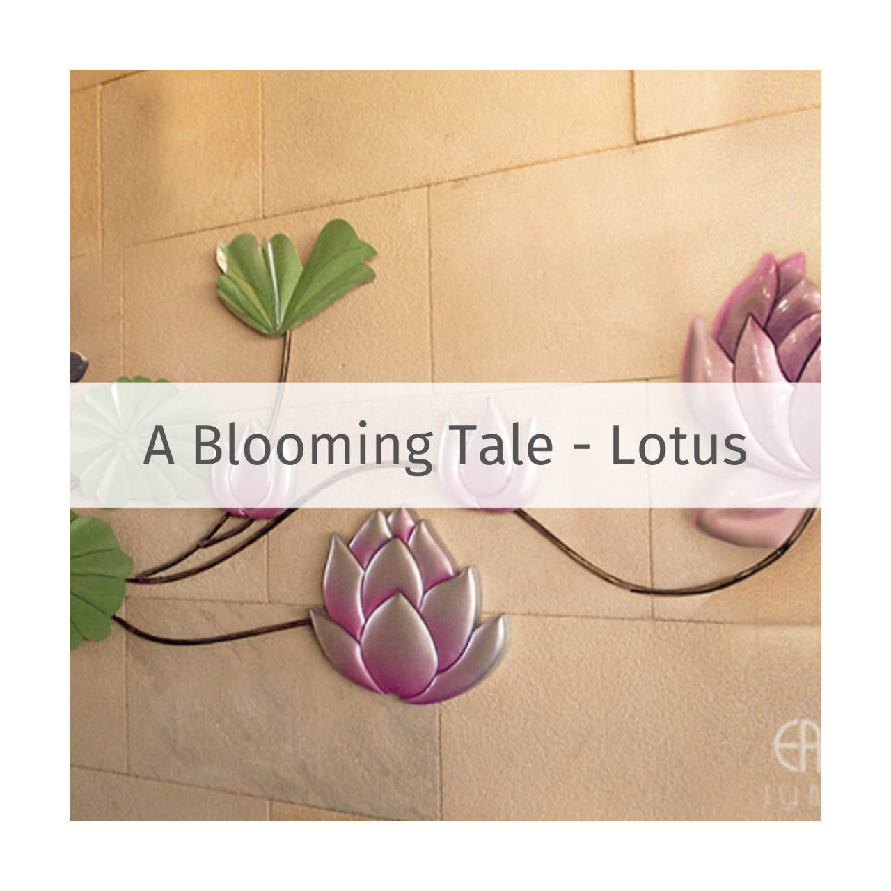 A Blooming Tale Lotus